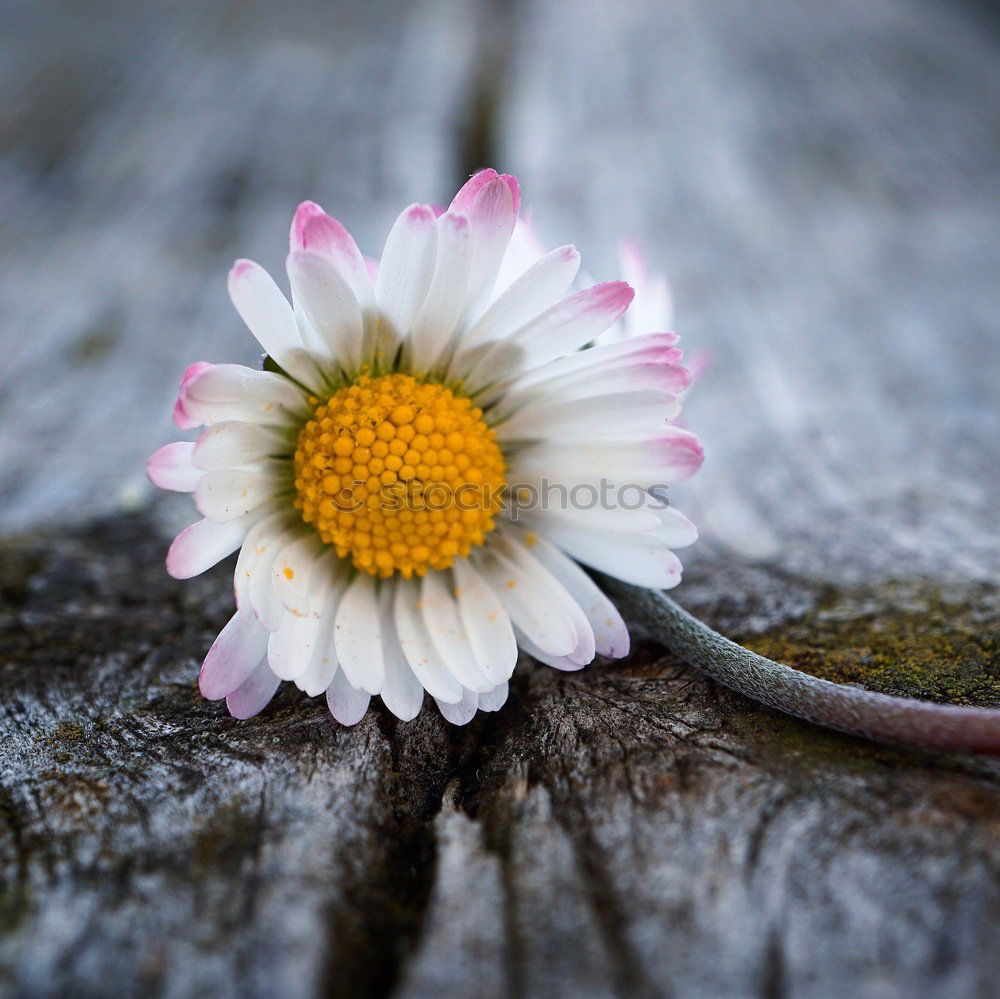 Similar – Image, Stock Photo white daisy flower in the nature in summer