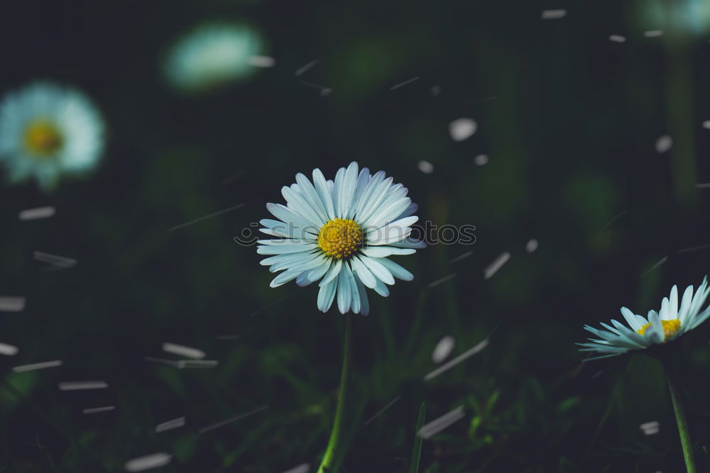 Similar – Image, Stock Photo Through the flower, right into the heart (III)