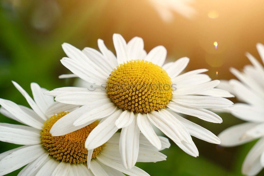 Similar – Image, Stock Photo before autumn Nature Plant