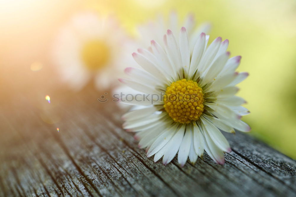 Similar – Image, Stock Photo daisy on mother’s day