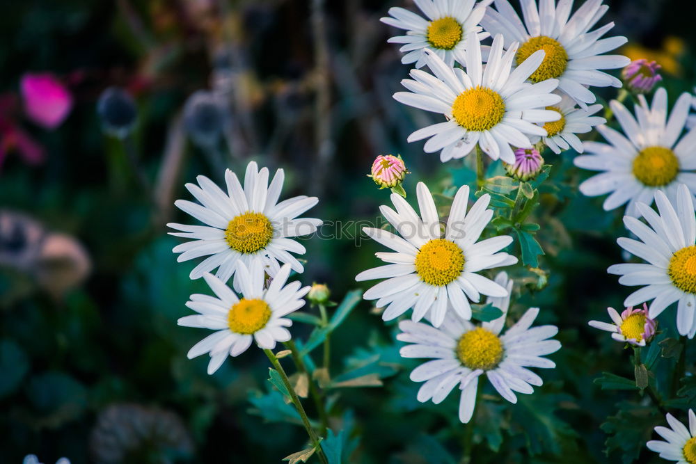 Similar – meadow Meadow Grass Flower