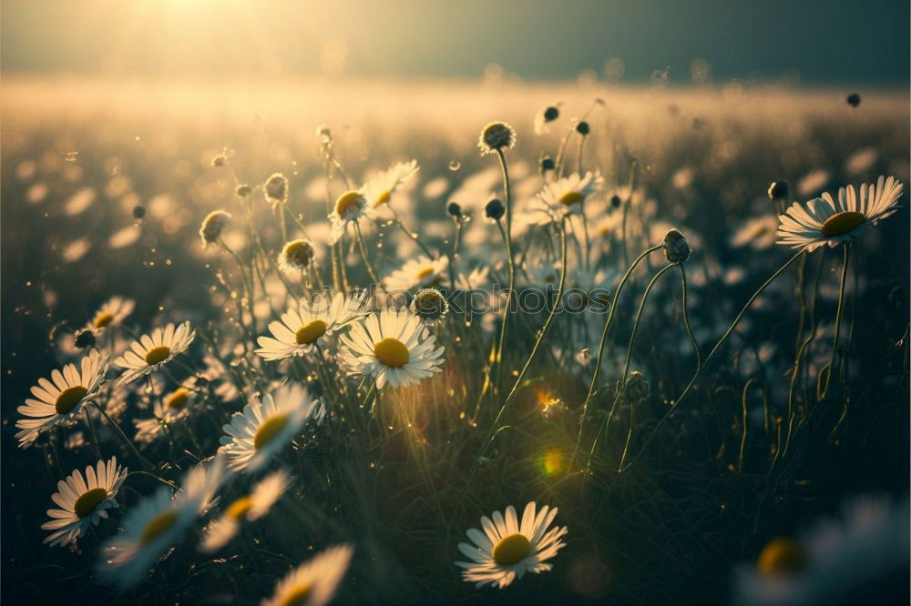 Similar – Gänseblümchen Blume Gras