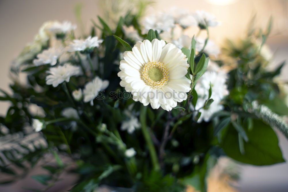 Similar – Image, Stock Photo flowers Lifestyle Elegant