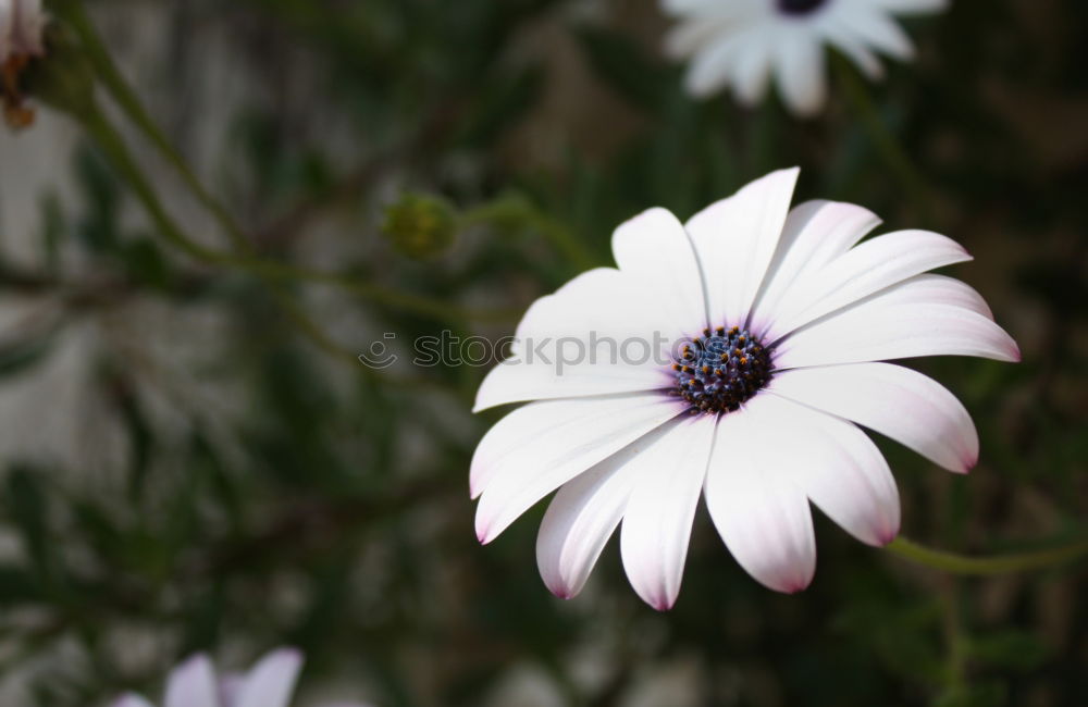 Similar – Foto Bild Schön Blume Gänseblümchen