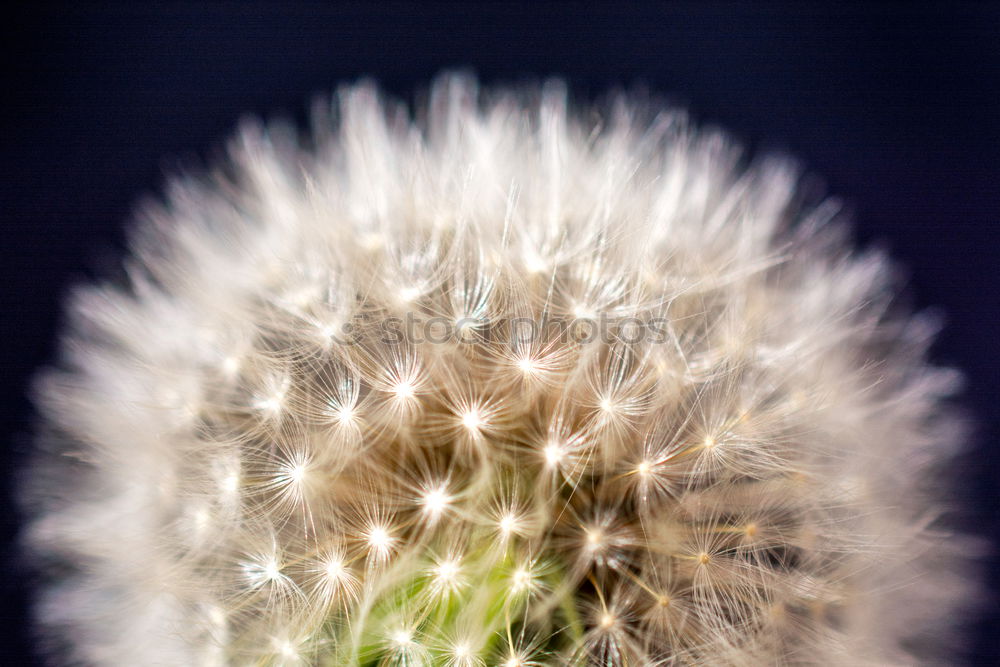 Similar – Image, Stock Photo A hedgehog? Flower Blossom