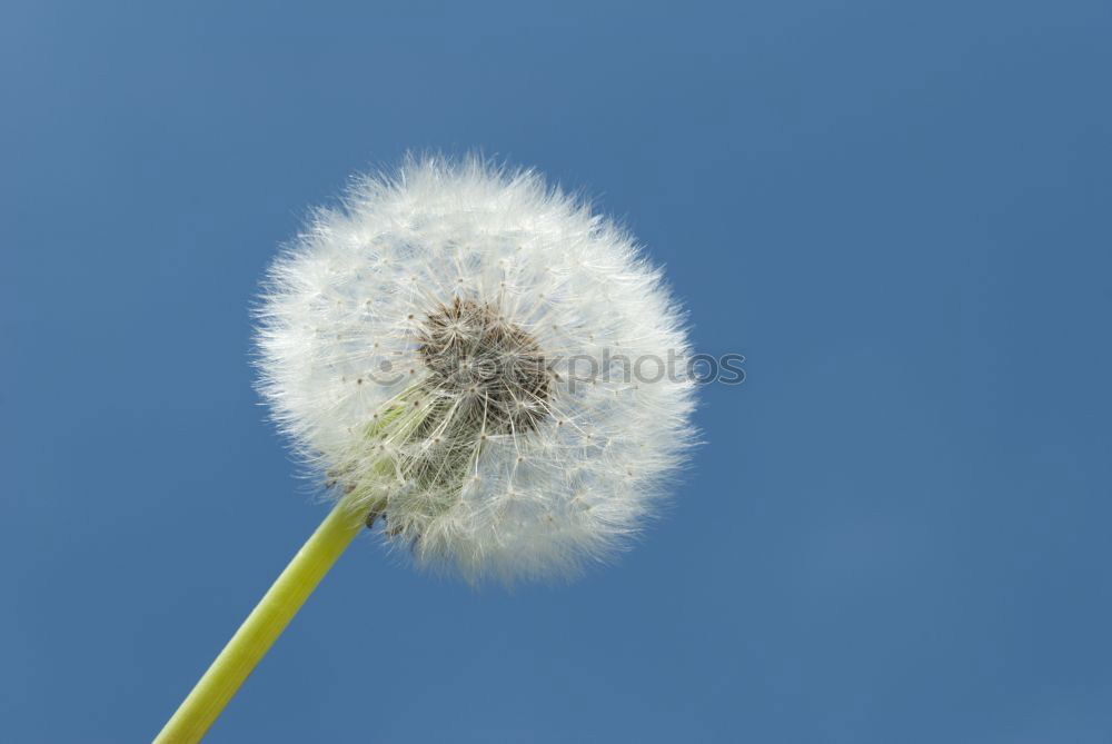 Similar – Nose cleaner? Flower Grass