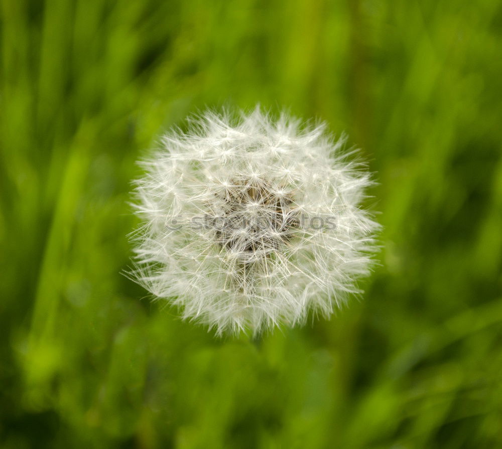 pusteblume Löwenzahn Blume