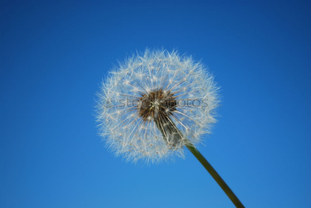 Similar – Pusteblume, an der schon viele Samen fehlen, vor blauem Himmel