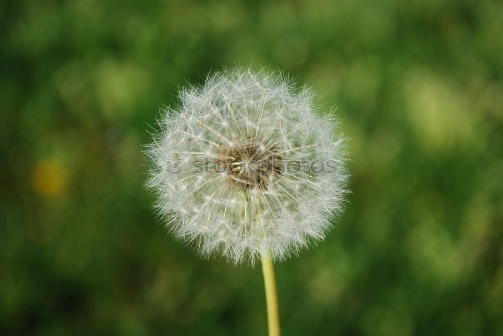 Gänseblümchen Zeit weiß