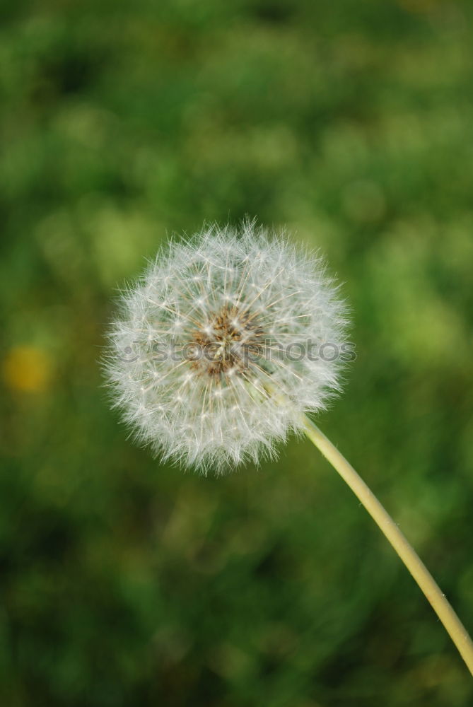 Similar – Gänseblümchen Zeit weiß