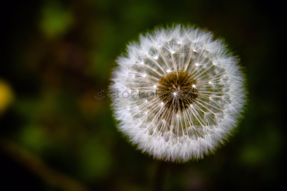 Similar – abstract dandelion flower plant