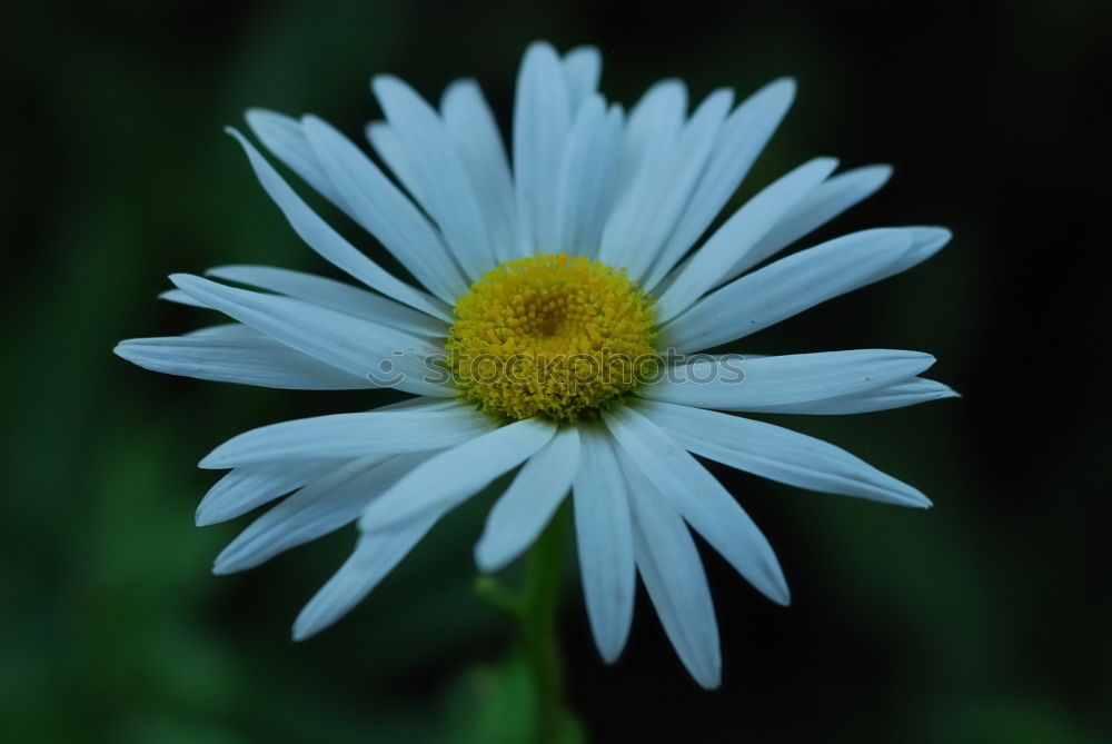 Similar – Image, Stock Photo stand Nature Plant Spring