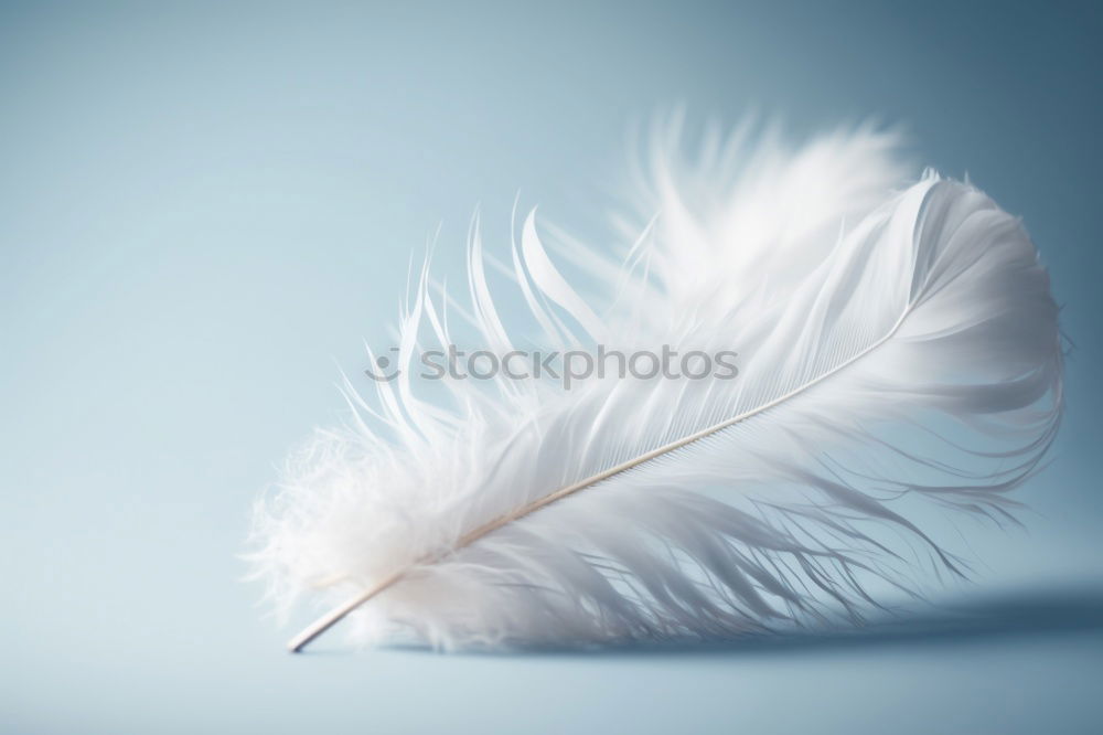 Similar – Image, Stock Photo Four white feathers with golden lace on a dark blue background