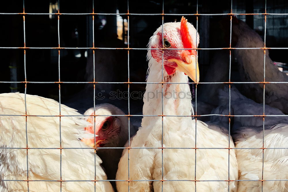 Image, Stock Photo chicken Farm animal