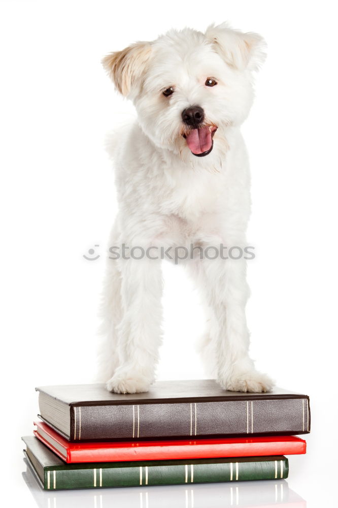 Similar – funny dog with glasses and a book on white background