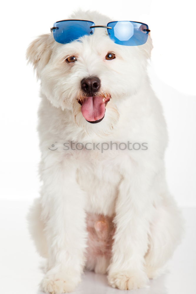 Similar – funny dog with sunglasses on white background