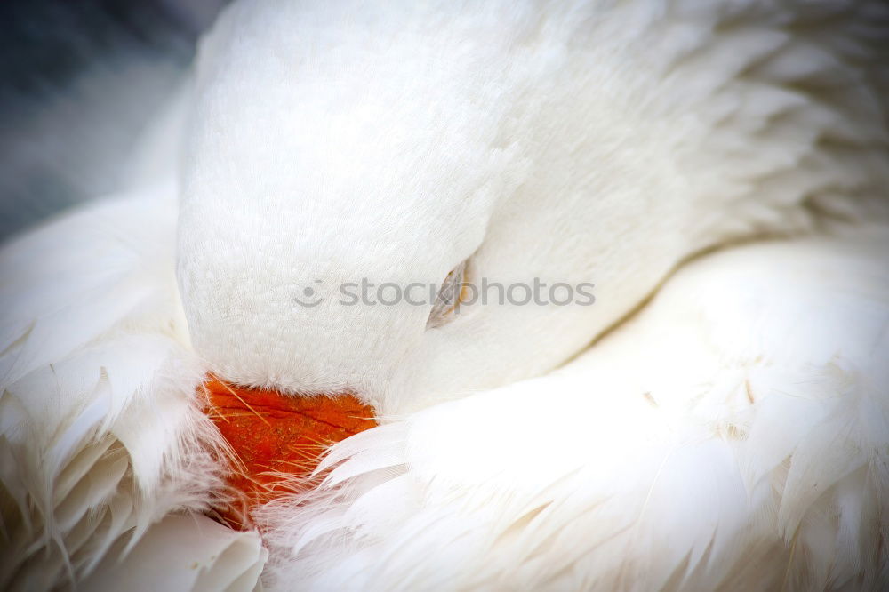 Similar – albino Animal Bird 1