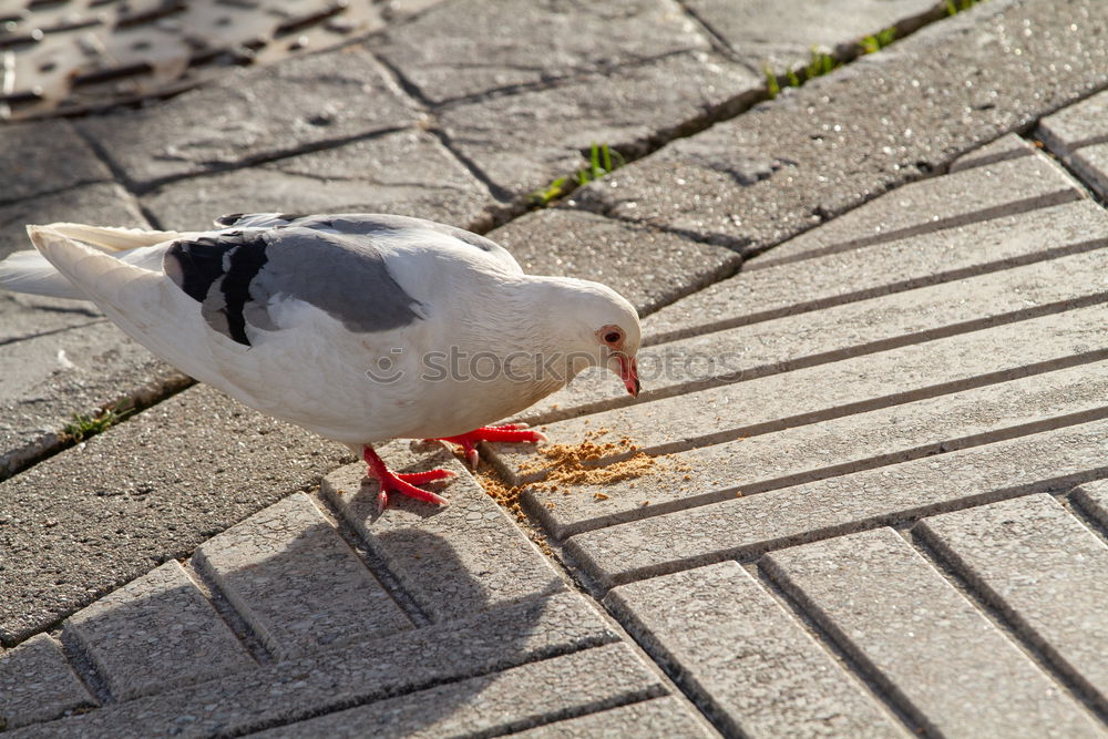Foto Bild Tappsi, die tappsende Möwe aus Göteborg.