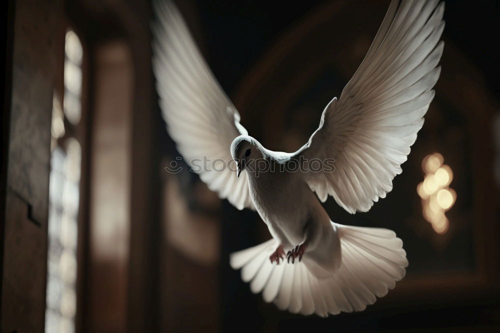 Similar – Image, Stock Photo Up to the sun