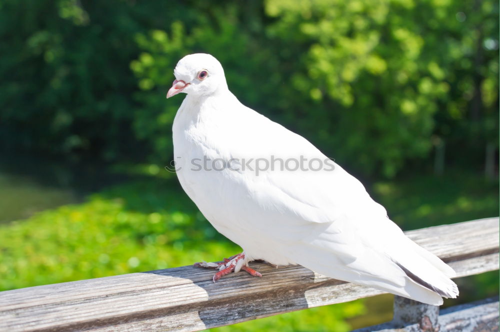 Similar – The dove on the hot tin roof