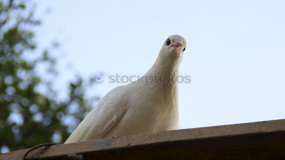 Similar – puffed chicken Animal