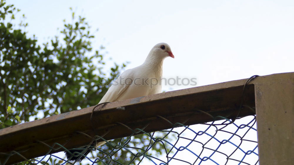 Similar – Gummi Füße Möwe Vogel