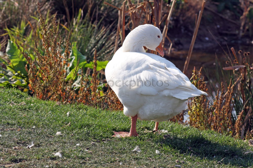 Similar – Image, Stock Photo autumn gull Seagull Bird