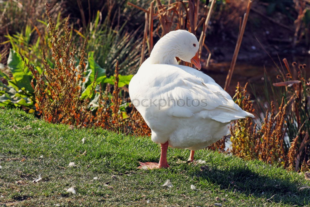 Similar – Foto Bild Schwan Futter Korn Herbst