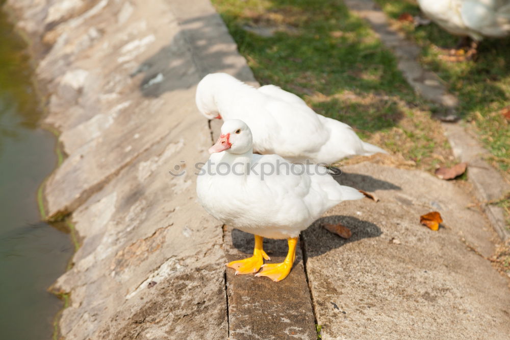 Similar – Foto Bild Schwan Futter Korn Herbst