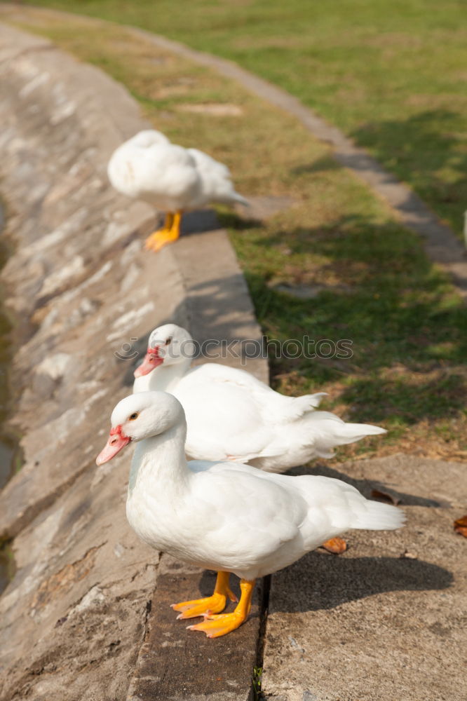 Similar – Image, Stock Photo free-range geese on a farm