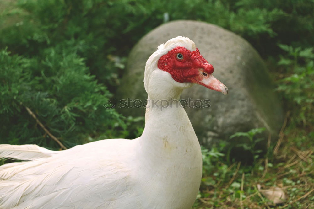 Similar – Image, Stock Photo Do not disturb… Nature