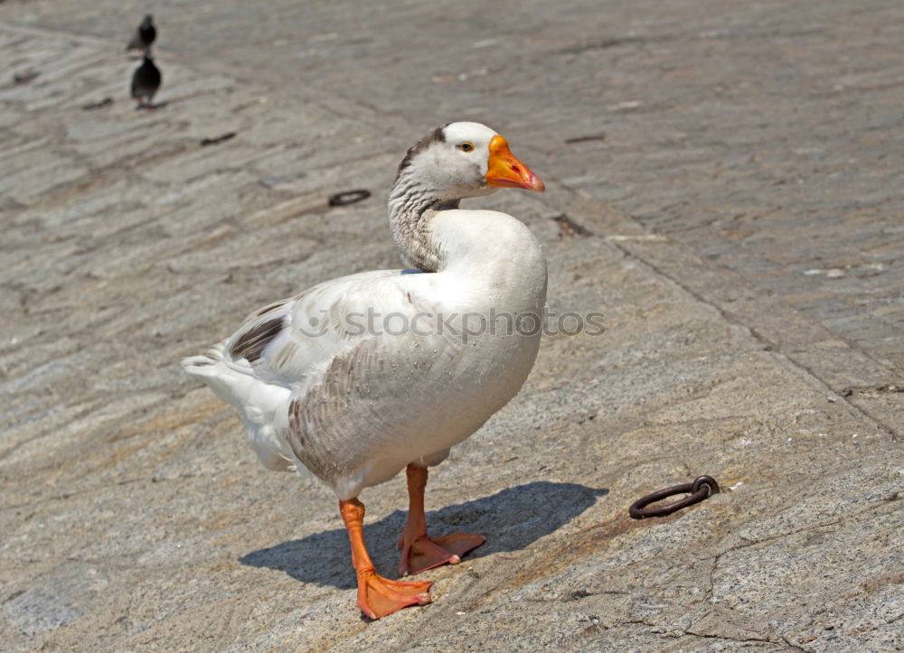 Similar – Image, Stock Photo Laugh, seagull!