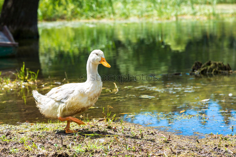 Similar – Image, Stock Photo cute yellow gosling