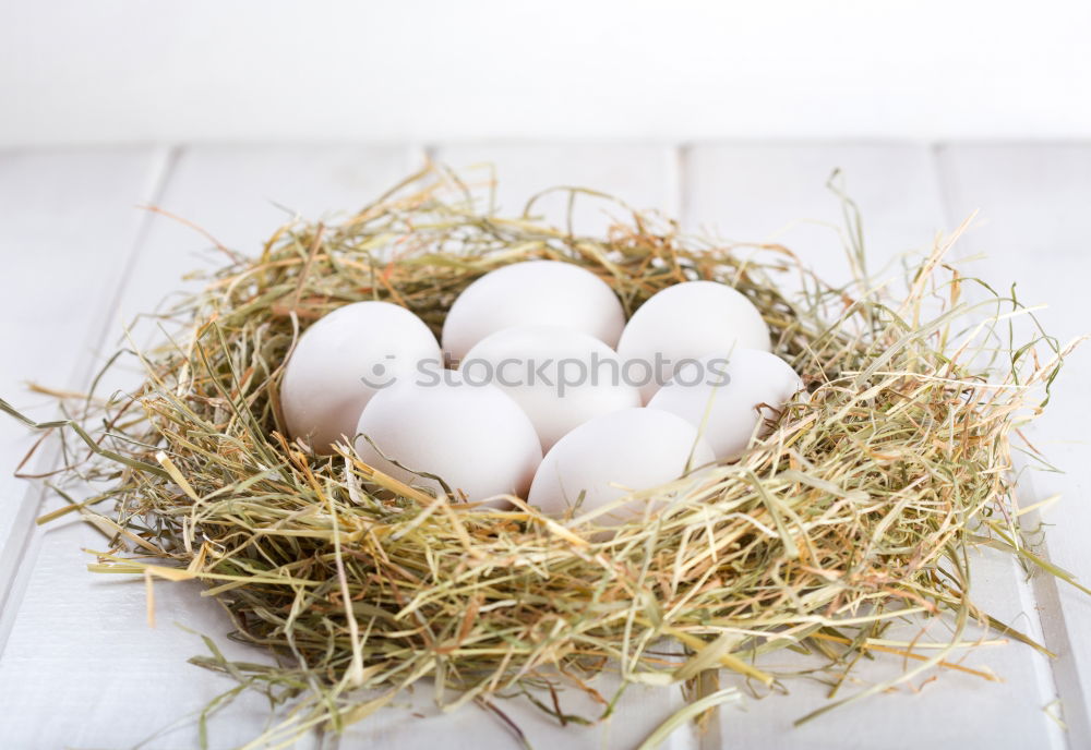 Similar – Easter eggs in nest with spring branches and map