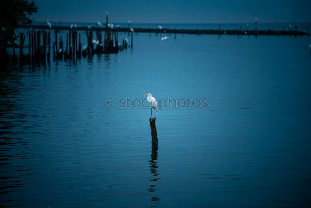 Similar – Pigeon! Lake Wet Cold Hard