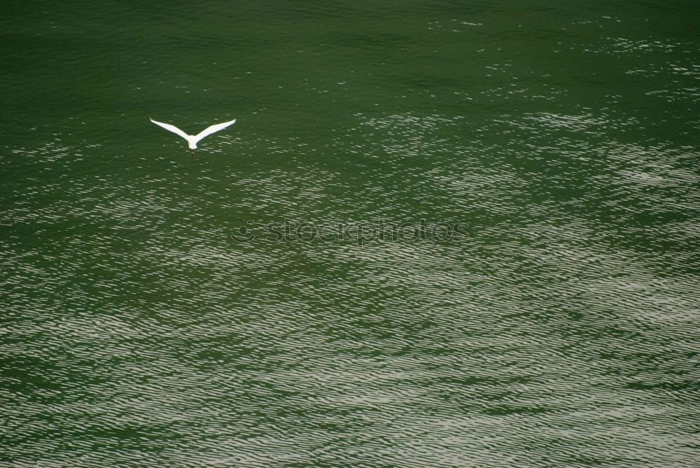 Image, Stock Photo In gliding flight a seagull flies in the upwind over the Pacific.  It can be seen alone in the picture. On the lower right. Otherwise only water is visible.