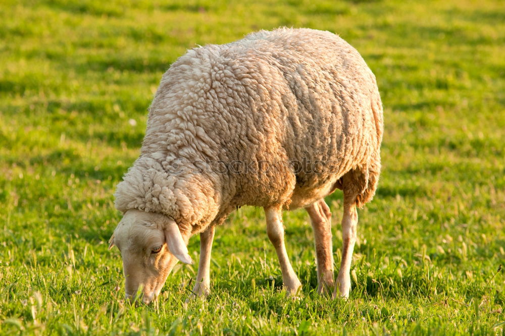 Similar – Lamb in the pasture Style