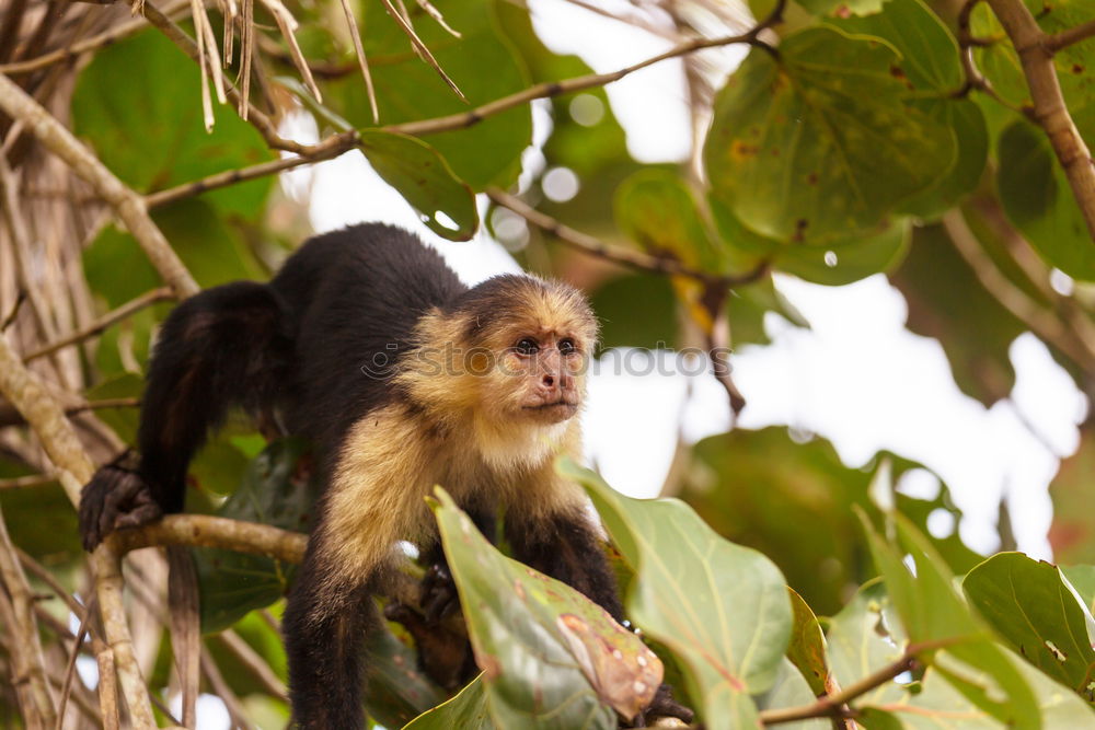 Similar – monkey Animal portrait