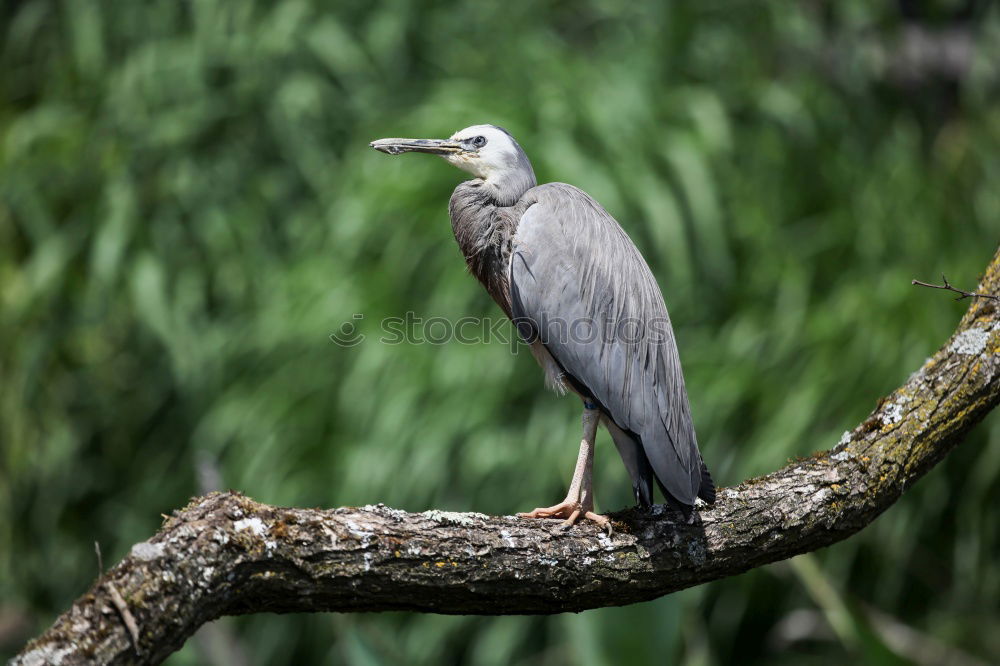 Similar – Image, Stock Photo Heron in a sunny tree