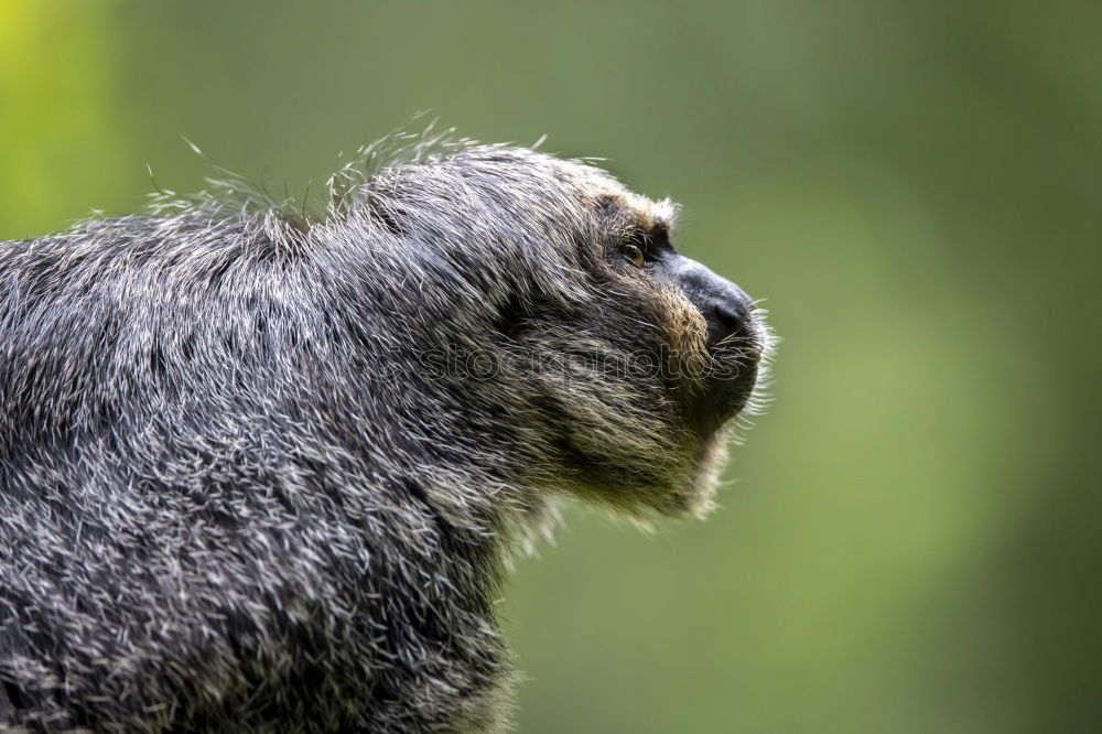 Similar – Image, Stock Photo gorilla Monkeys Gorilla