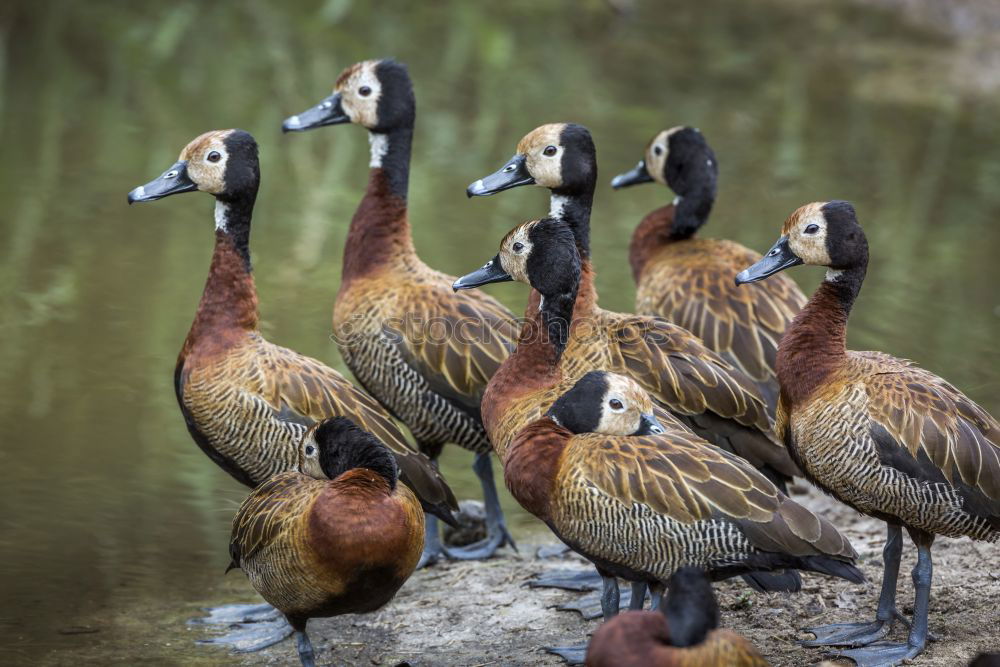 Similar – Gänsemarschnellergehndavorne?