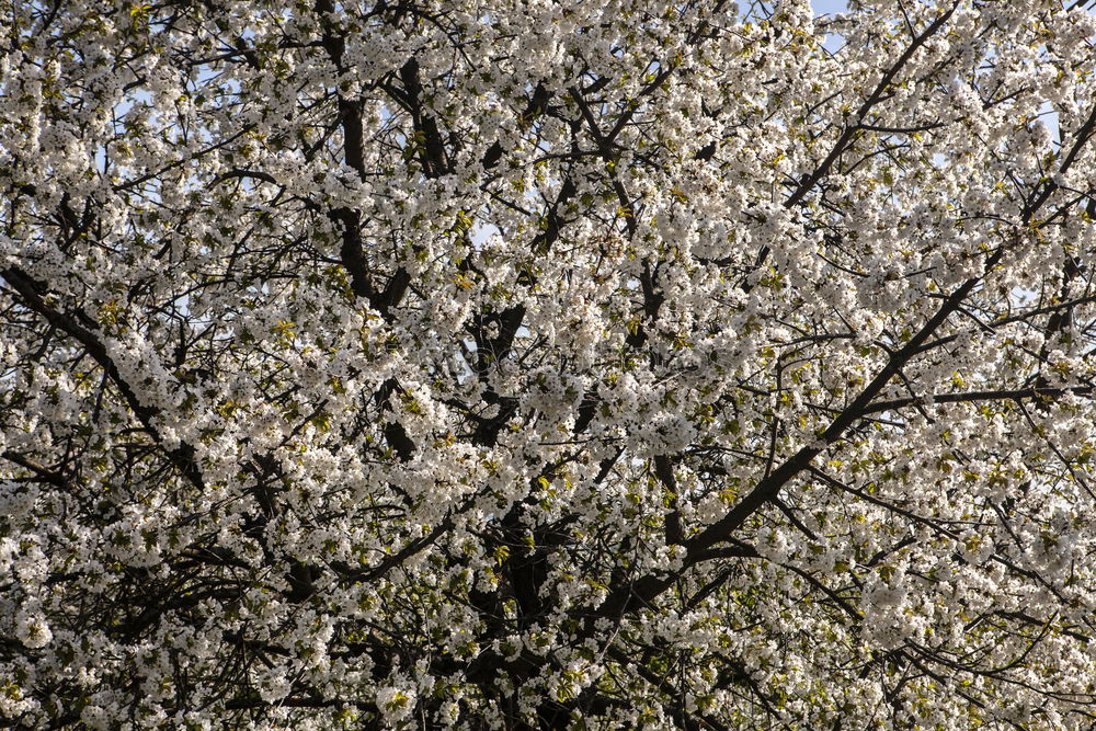 Similar – Foto Bild Der Frühling zeigt sein buntes Band…