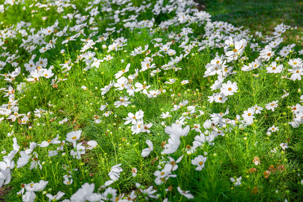 Similar – Flowers in front of and behind the fence