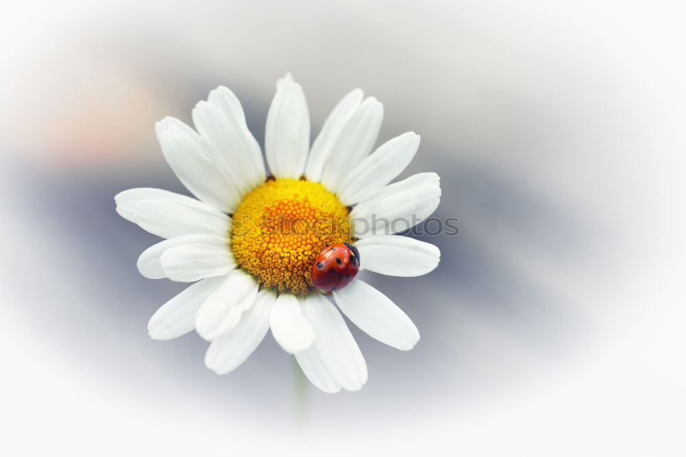 Similar – Image, Stock Photo daisies Nature Plant