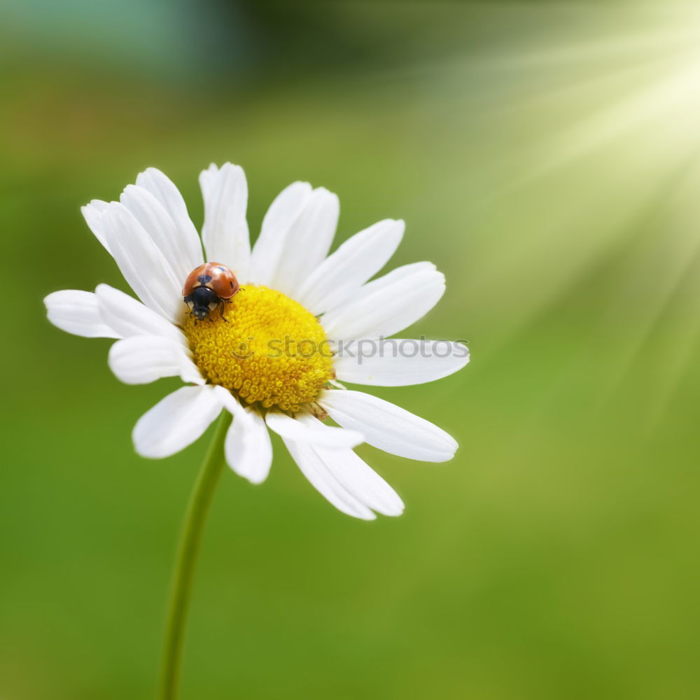 Similar – Image, Stock Photo Taraxacum Blossom Flower