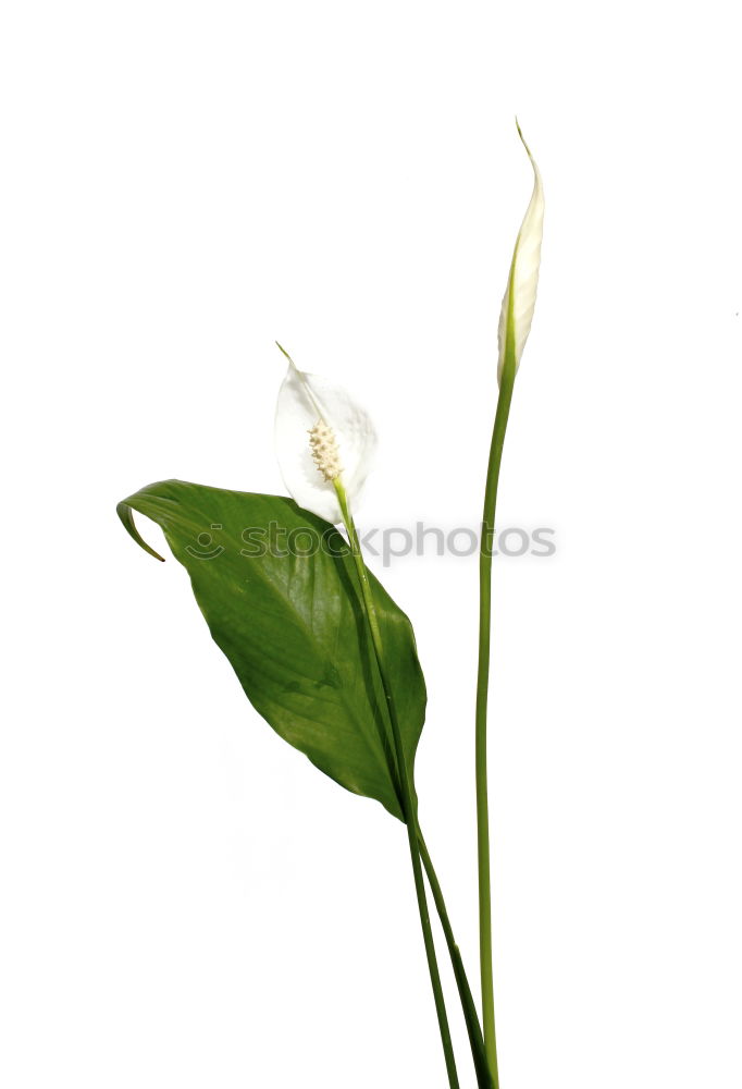 Similar – Image, Stock Photo lily of the valley