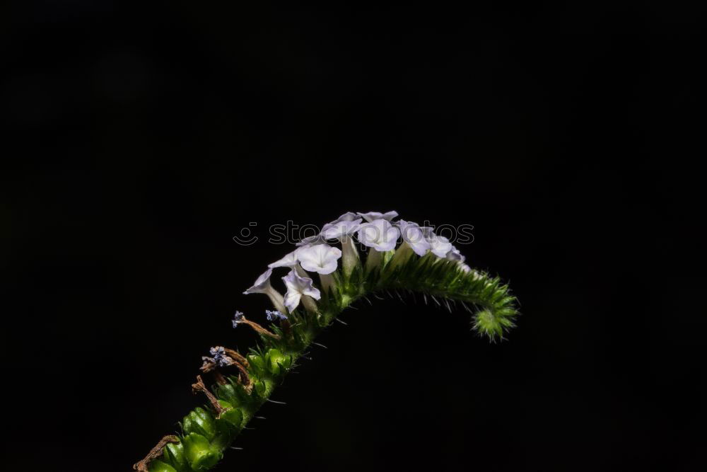 Similar – Image, Stock Photo Flowers 02 Environment