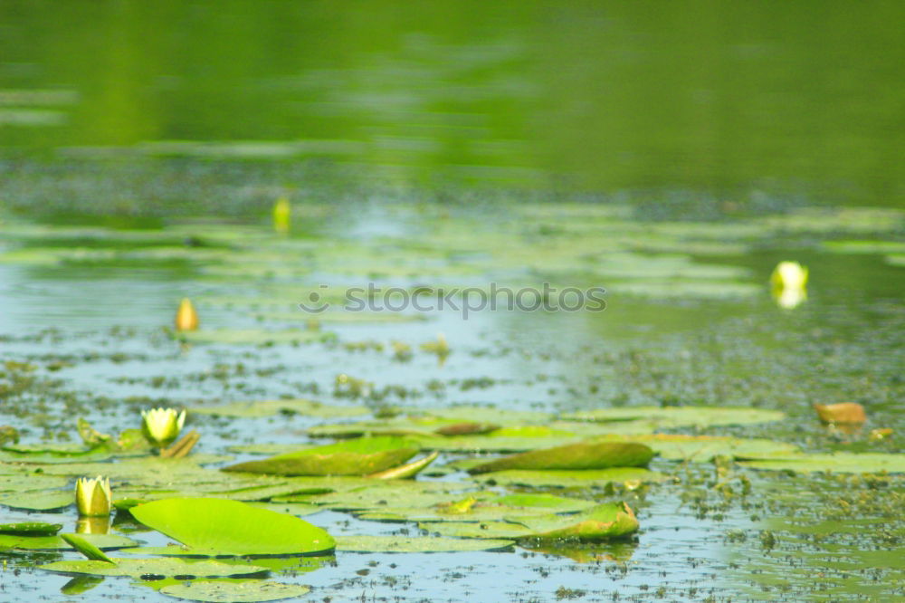 Similar – Frog in the pond