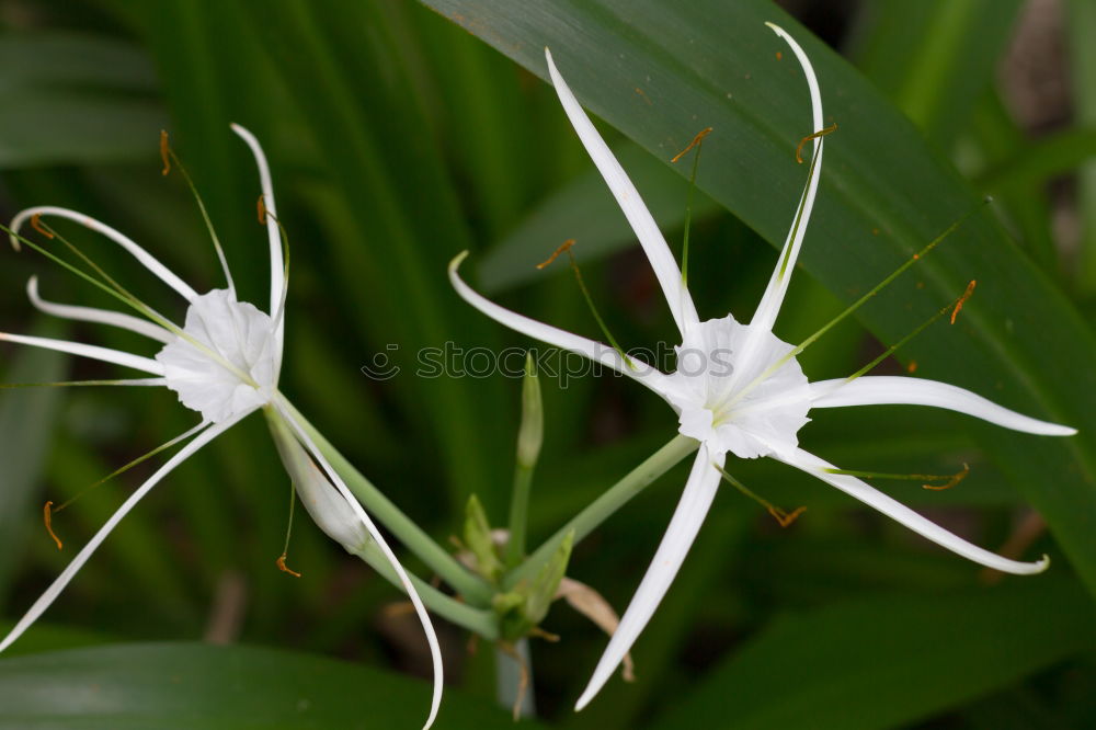 Similar – Passiflora caerulea-racemosa