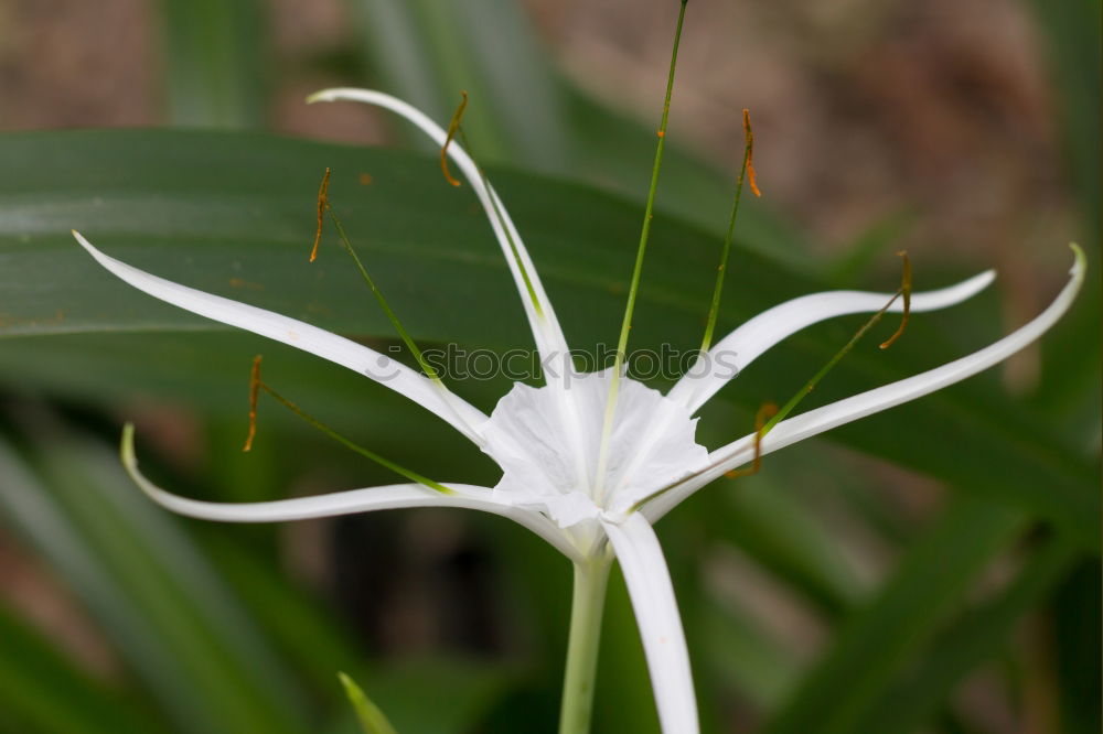 Similar – Passiflora caerulea-racemosa